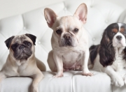 开云体育平台APP-雄鹿压制吉林队，詹姆斯关键先生本色尽显